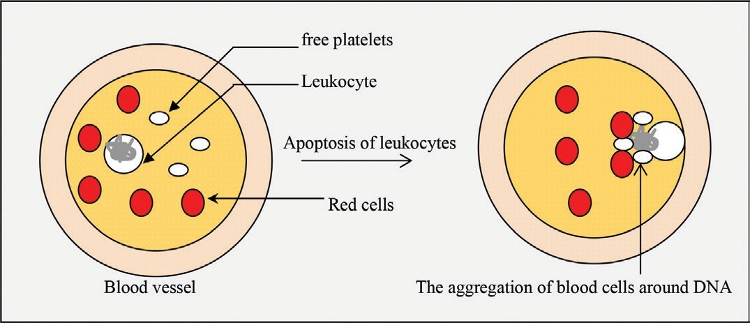 The transfer of DNA from leukocytes to the plasma within the blood vessel is the main cause of thrombosis